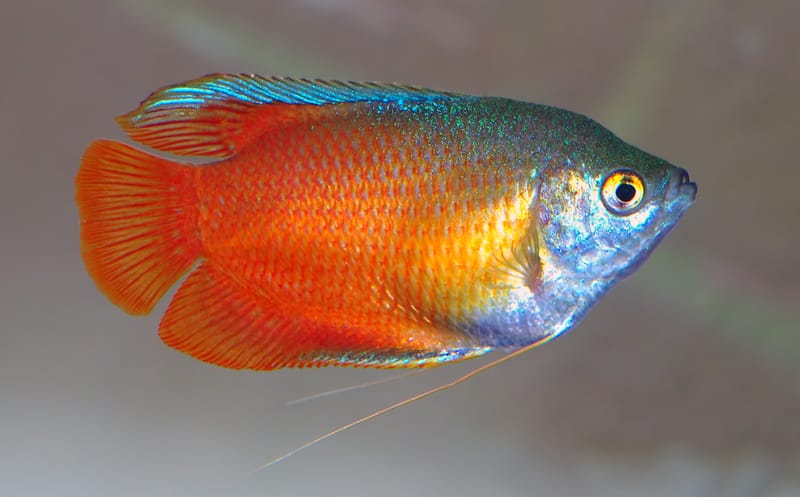 Dwarf Gourami
