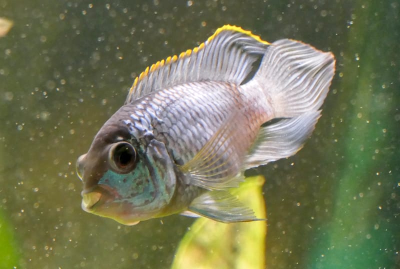 Electric Blue Acara