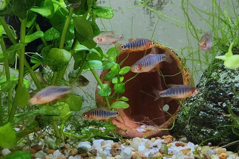 Emerald Dwarf Rasbora