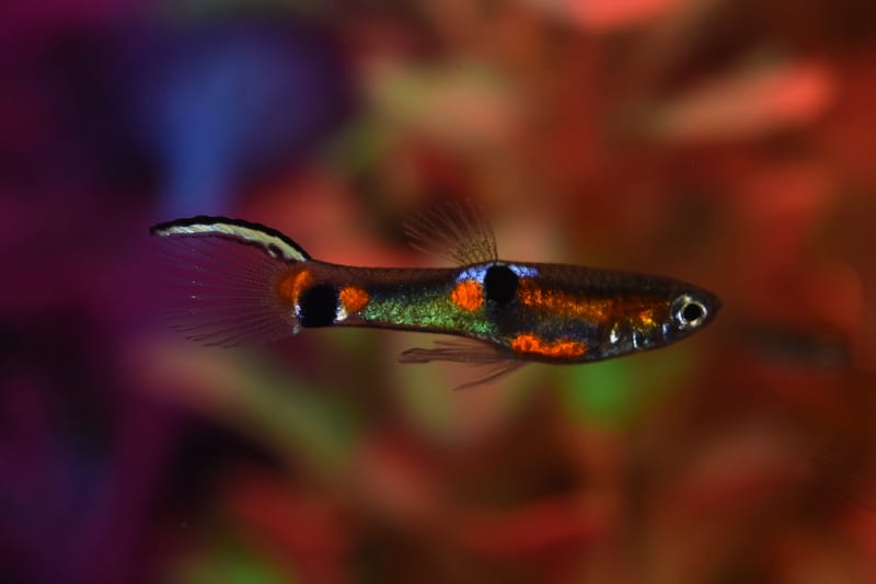 Endler's Livebearer