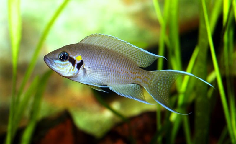 Fairy Cichlid