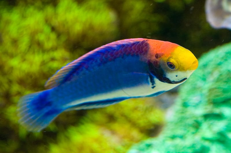 Fairy Wrasse