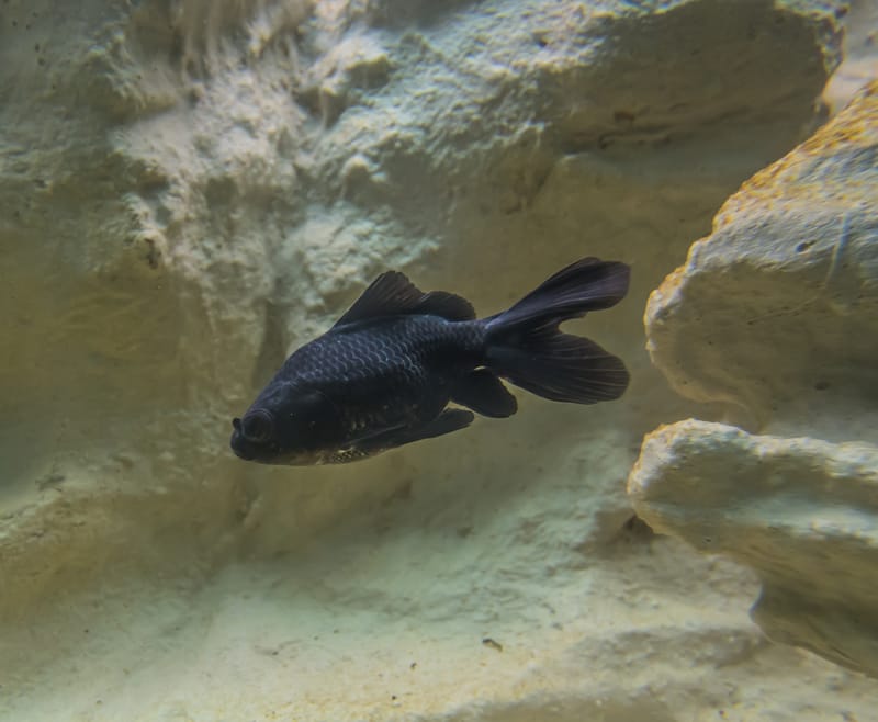 Fancy Goldfish