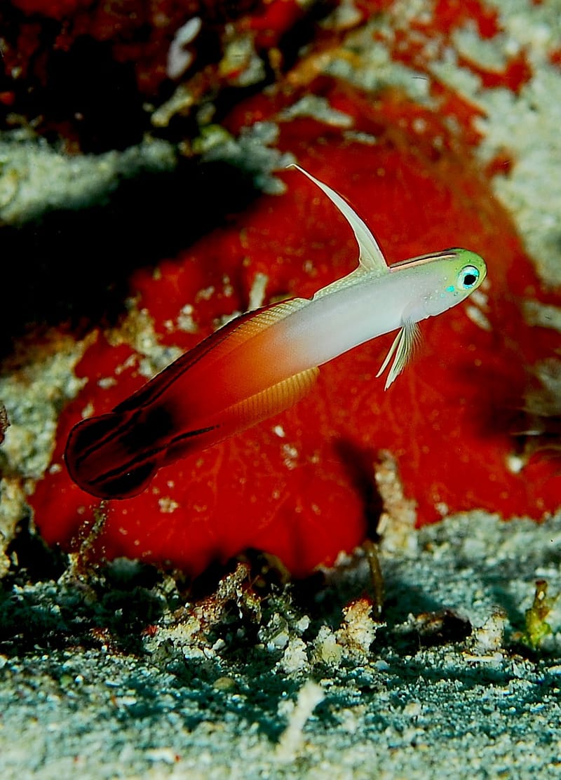 Firefish Goby