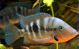 Firemouth Cichlid