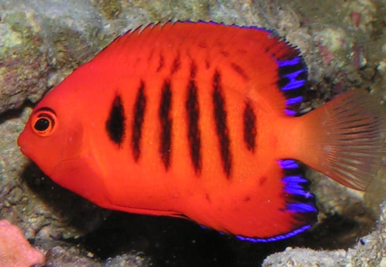 Flame Angelfish