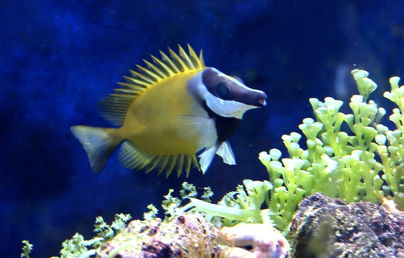 Foxface Rabbitfish