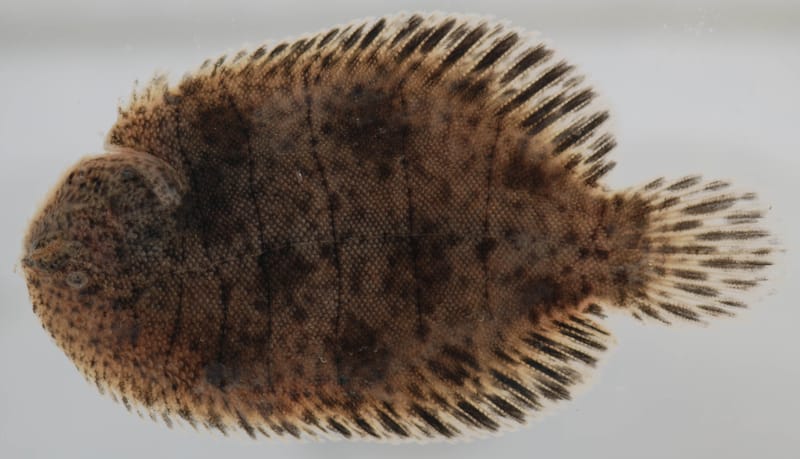 Freshwater Flounder