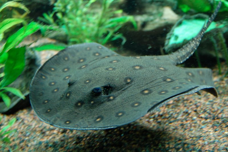 Freshwater Stingray