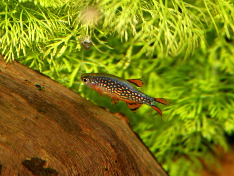 Galaxy Rasbora (CPD)