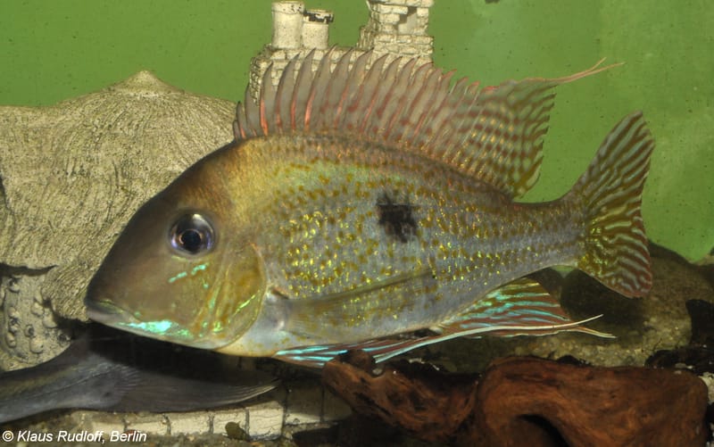 Geophagus