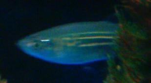 Giant Danio