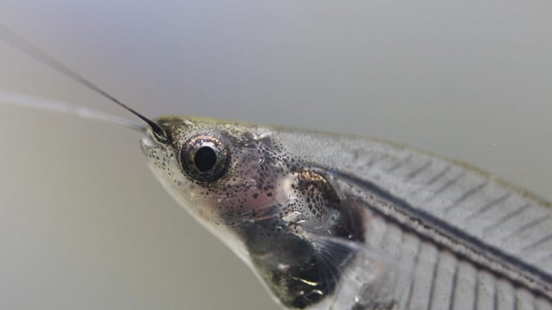 Glass Catfish