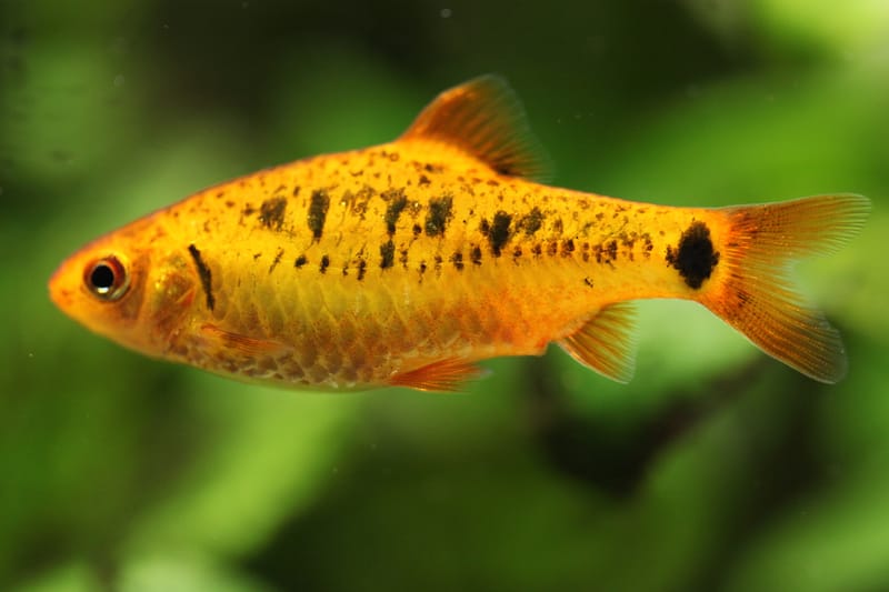 Gold Barb