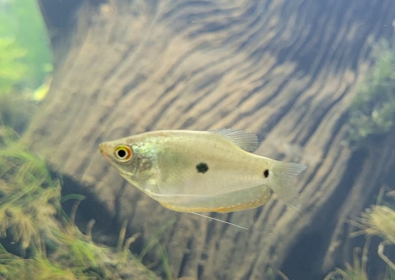 Gold Gourami