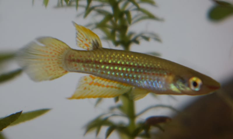 Golden Wonder Killifish