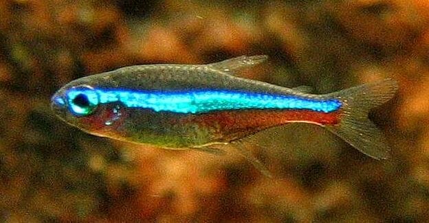 Green Neon Tetra