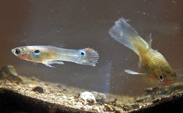 Guppy