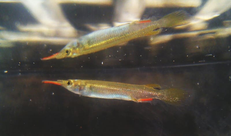 Halfbeak
