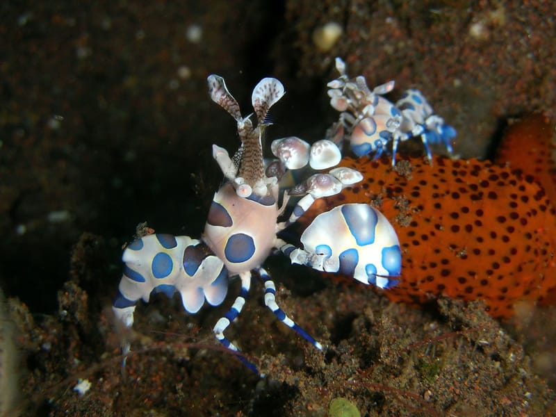 Harlequin Shrimp