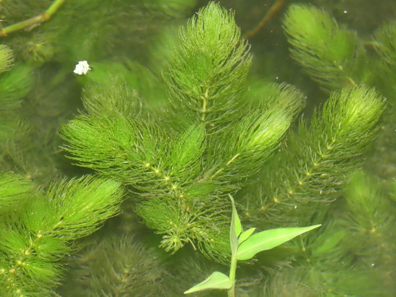 Hornwort
