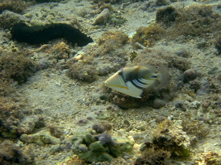 Humu Picasso Triggerfish