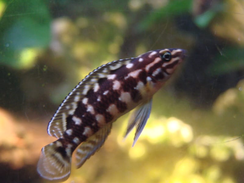 Julie Cichlid