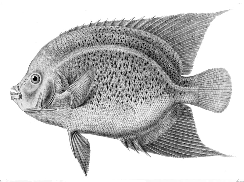Koran Angelfish