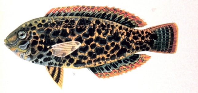 Leopard Wrasse