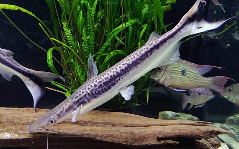 Lima Shovelnose Catfish
