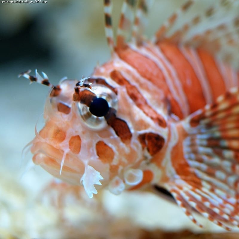 Dwarf Lionfish