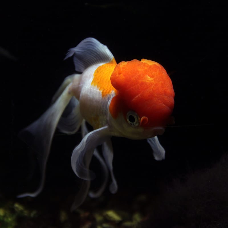 Lionhead Goldfish