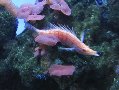 Longnose Hawkfish