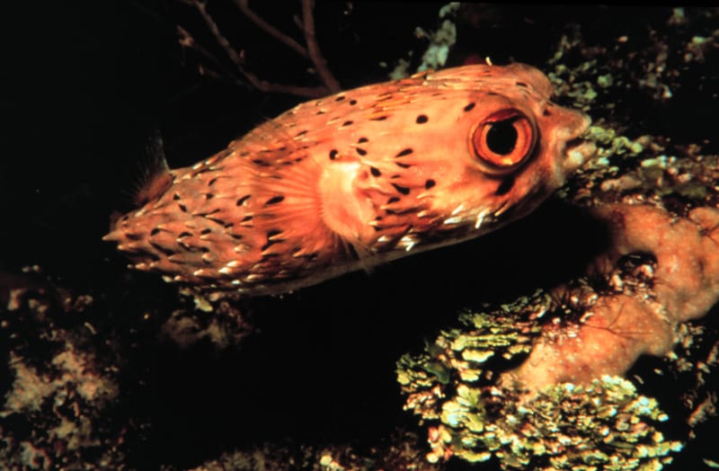 Longspine Porcupinefish