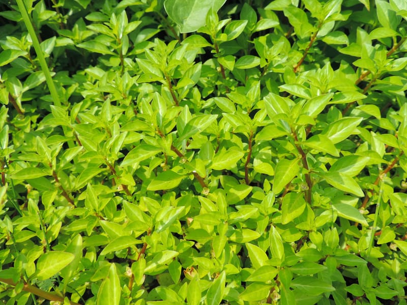 Ludwigia