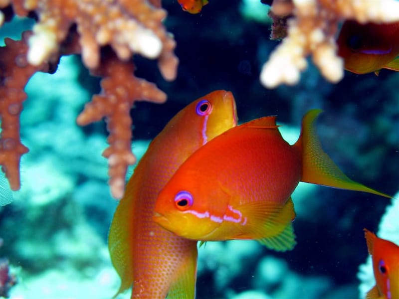 Lyretail Anthias