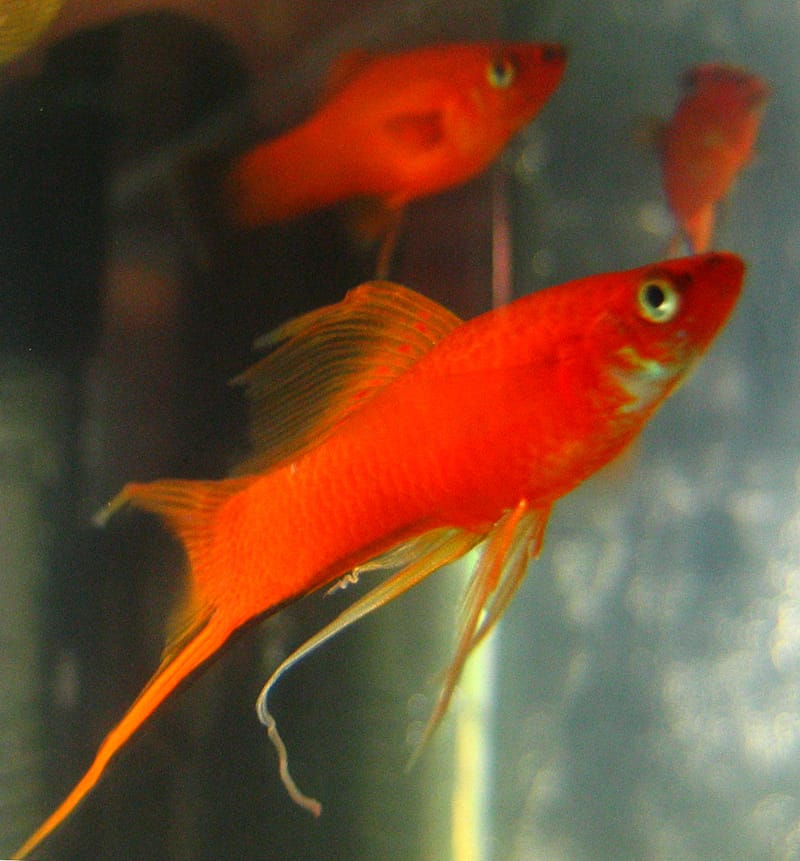 Lyretail Swordtail