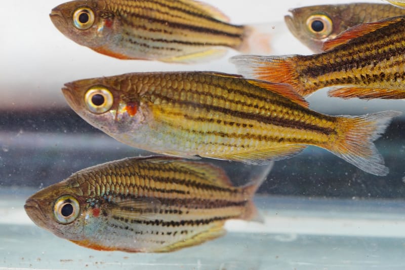 MacCulloch's Rainbowfish