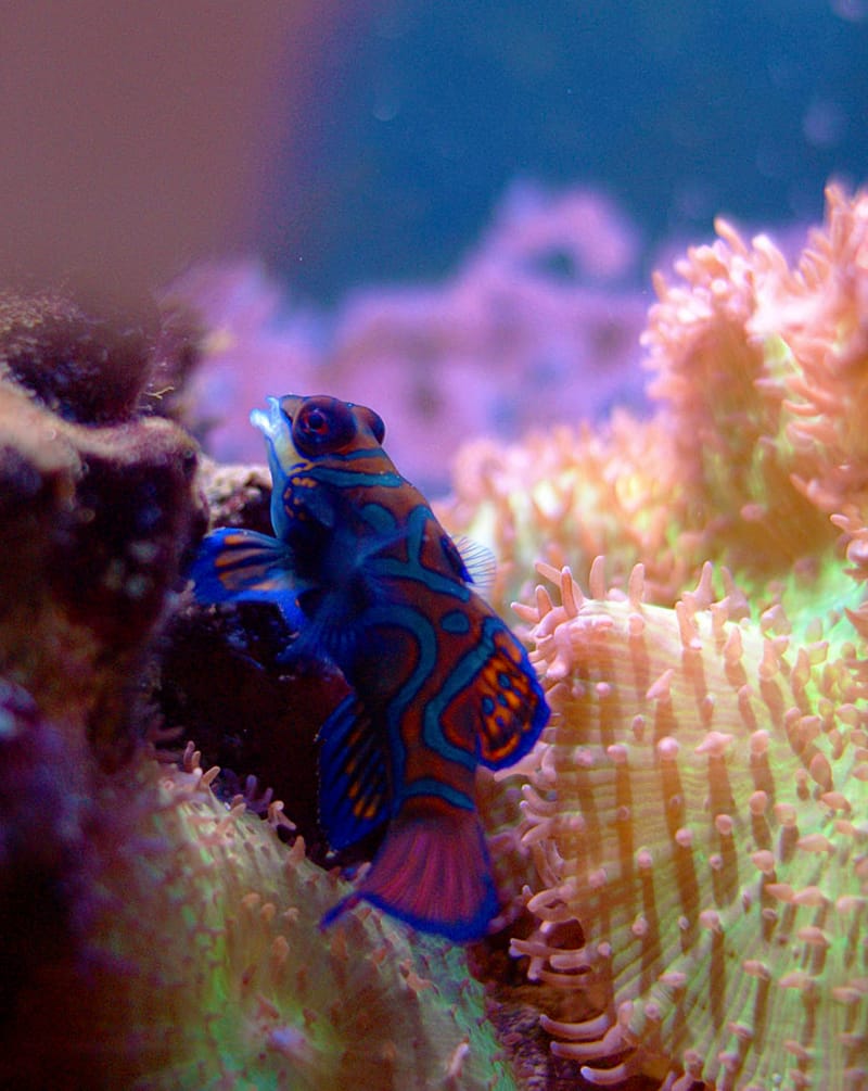 Mandarin Dragonet