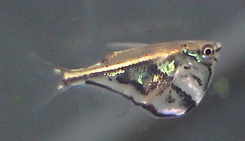 Marbled Hatchetfish