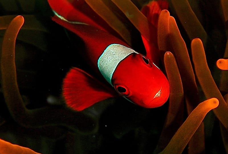 Maroon Clownfish