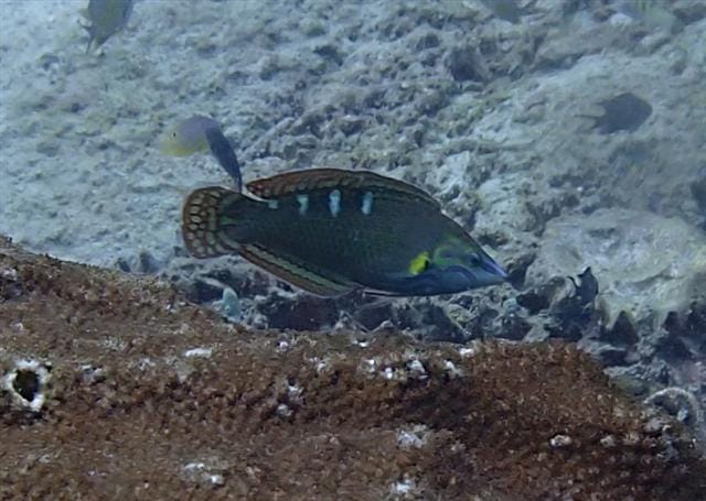Melanurus Wrasse