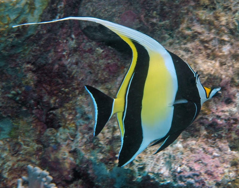 Moorish Idol