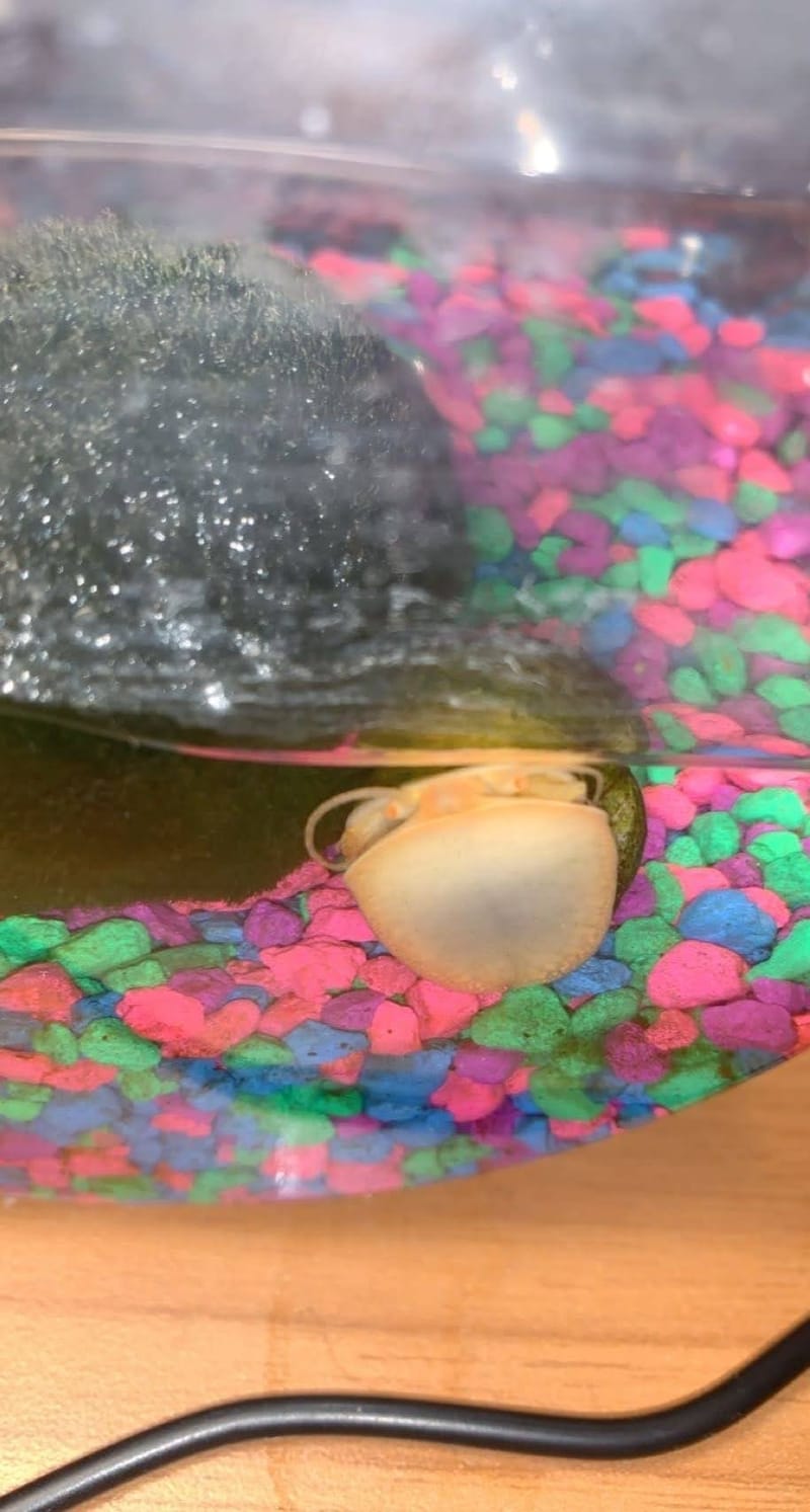 Mystery Snail