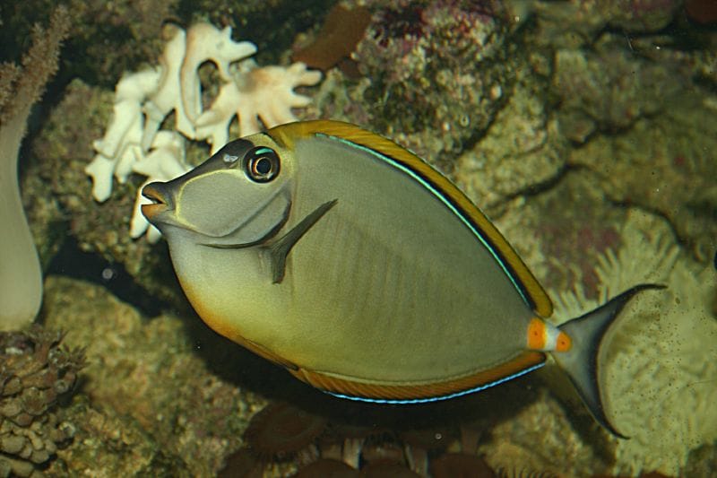 Naso Tang / Lipstick Tang