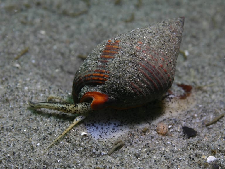 Nassarius Snail