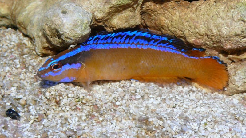 Neon Dottyback