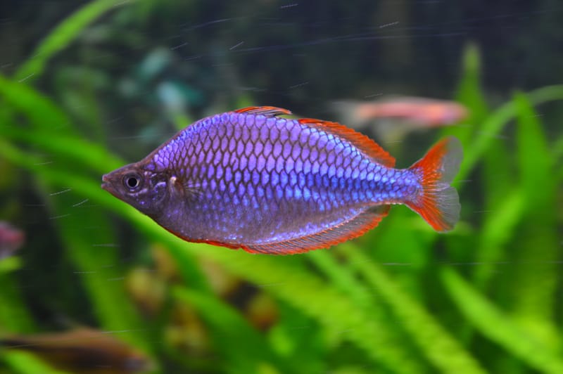 Neon Dwarf Rainbowfish / Praecox