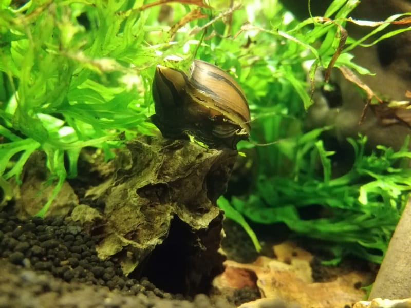 Nerite Snail