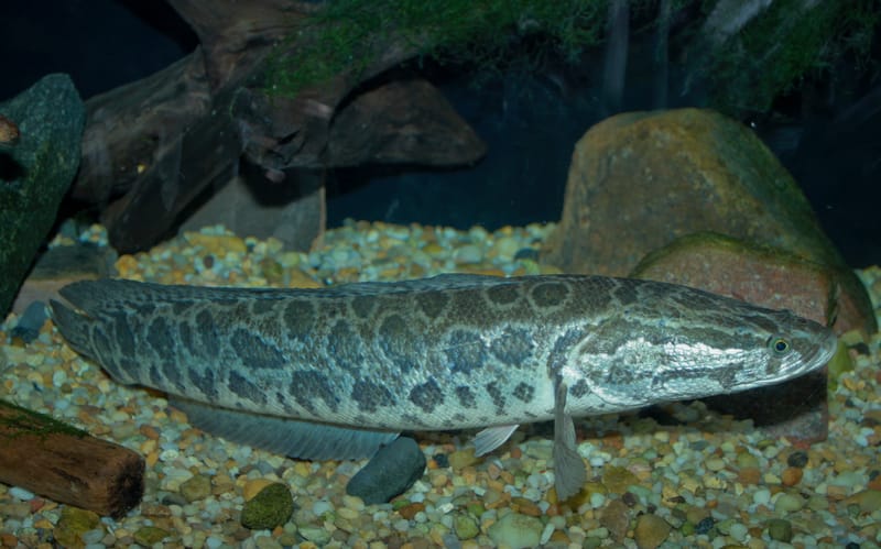 Northern Snakehead